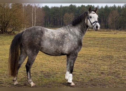 Poney de selle allemand, Hongre, 5 Ans, 146 cm, Gris