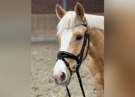 Poney de selle allemand, Hongre, 5 Ans, 146 cm, Palomino