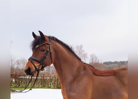 Poney de selle allemand, Hongre, 5 Ans, 147 cm, Bai