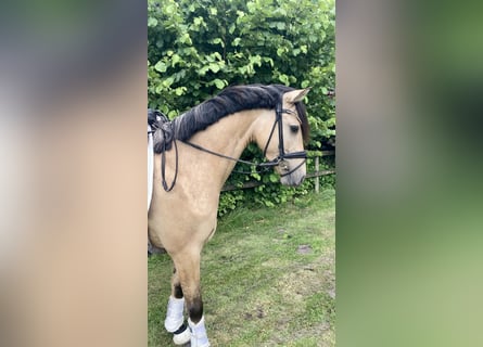 Poney de selle allemand, Hongre, 5 Ans, 147 cm, Isabelle