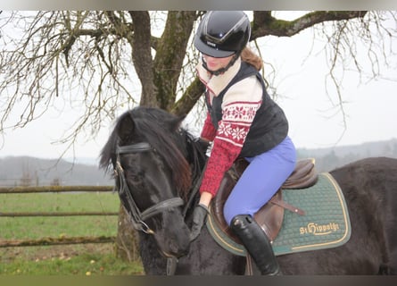 Poney de selle allemand, Hongre, 5 Ans, 147 cm, Noir