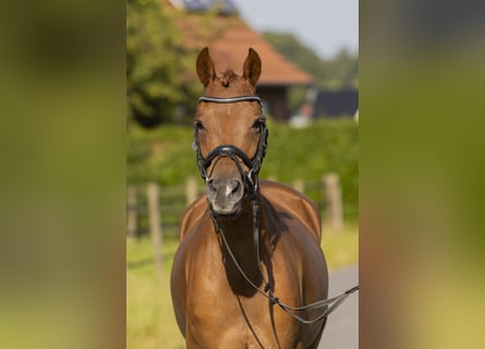 Poney de selle allemand, Hongre, 5 Ans, 148 cm, Alezan