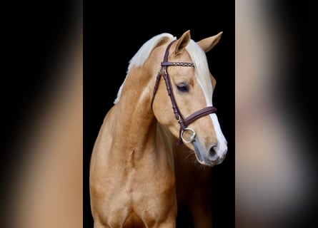 Poney de selle allemand, Hongre, 5 Ans, 148 cm, Palomino