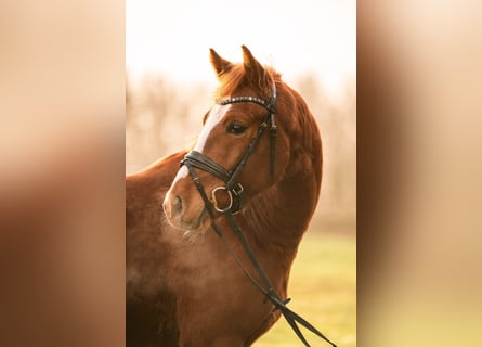 Gros plan sur la tête d'un cheval canadien alezan dans la neige Photos