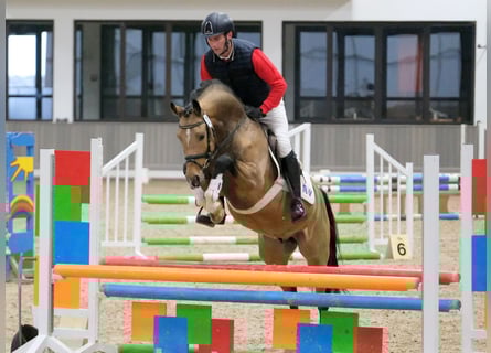 Poney de selle allemand, Hongre, 5 Ans, 151 cm, Buckskin