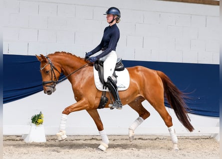 Poney de selle allemand, Hongre, 5 Ans, Alezan