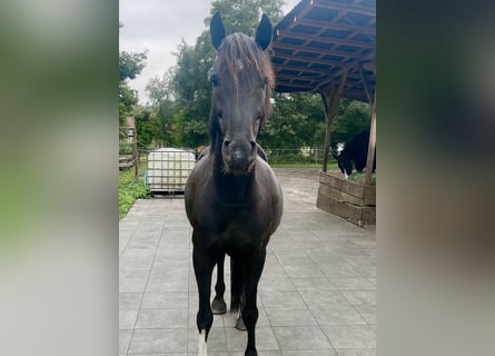 Poney de selle allemand, Hongre, 6 Ans, 144 cm, Noir