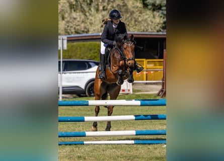 Poney de selle allemand, Hongre, 6 Ans, 146 cm, Bai