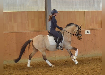 Poney de selle allemand, Hongre, 6 Ans, 146 cm, Buckskin