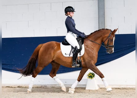 Poney de selle allemand, Hongre, 6 Ans, 147 cm, Alezan