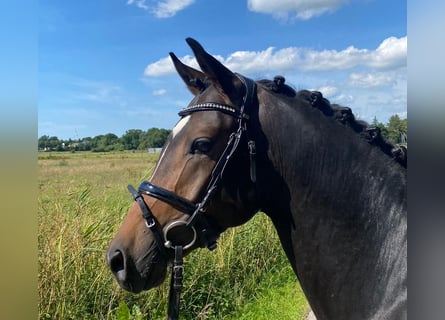 Poney de selle allemand, Hongre, 6 Ans, 147 cm, Bai brun foncé