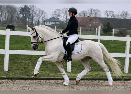 Poney de selle allemand, Hongre, 6 Ans, 147 cm, Palomino