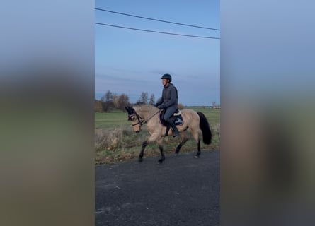 Poney de selle allemand, Hongre, 6 Ans, 148 cm, Buckskin
