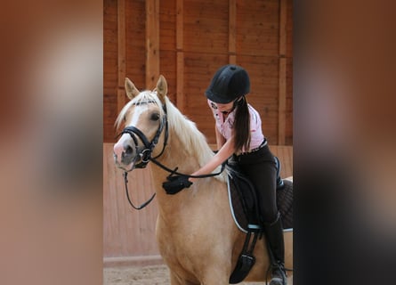 Poney de selle allemand, Hongre, 6 Ans, 155 cm, Palomino