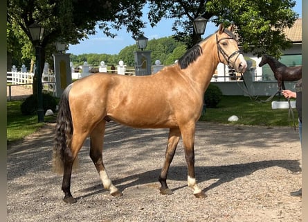 Poney de selle allemand, Hongre, 6 Ans, 160 cm, Isabelle