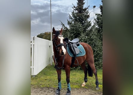 Poney de selle allemand, Hongre, 7 Ans, 144 cm, Bai