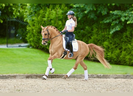 Poney de selle allemand, Hongre, 7 Ans, 146 cm, Alezan dun