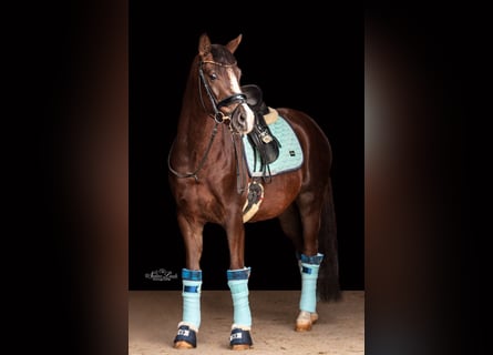 Poney de selle allemand, Hongre, 7 Ans, 148 cm, Alezan brûlé