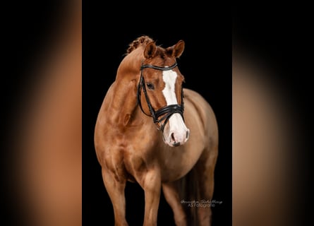 Poney de selle allemand, Hongre, 7 Ans, 148 cm, Alezan