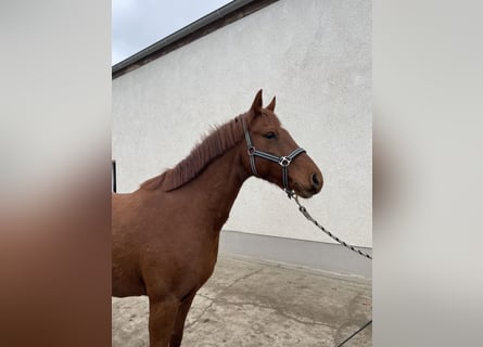 Poney de selle allemand, Hongre, 7 Ans, 148 cm, Alezan