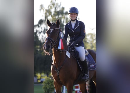 Poney de selle allemand, Hongre, 7 Ans, 148 cm, Bai