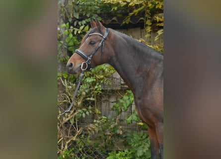 Poney de selle allemand, Hongre, 8 Ans, 143 cm, Bai