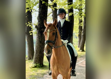 Poney de selle allemand, Hongre, 8 Ans, 147 cm, Alezan