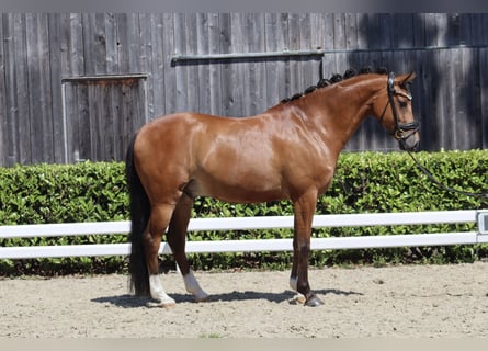 Poney de selle allemand, Hongre, 8 Ans, 148 cm, Bai