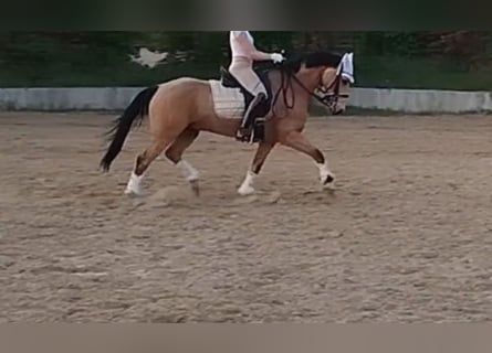 Poney de selle allemand, Hongre, 8 Ans, 148 cm, Isabelle