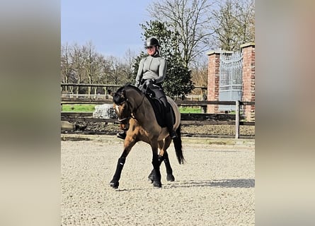 Poney de selle allemand, Hongre, 8 Ans, 148 cm, Isabelle