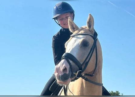 Poney de selle allemand, Hongre, 9 Ans, 145 cm, Palomino