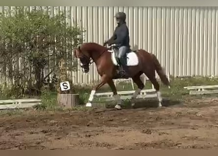 Poney de selle allemand, Hongre, 9 Ans, 148 cm, Alezan