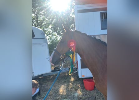 Poney de selle allemand, Hongre, 9 Ans, 148 cm, Bai