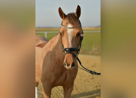 Poney de selle allemand, Jument, 10 Ans, 140 cm, Alezan