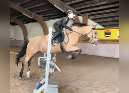 Poney de selle allemand, Jument, 10 Ans, 146 cm, Isabelle