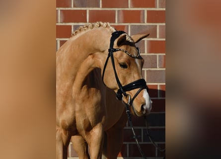 Poney de selle allemand, Jument, 10 Ans, 146 cm, Palomino