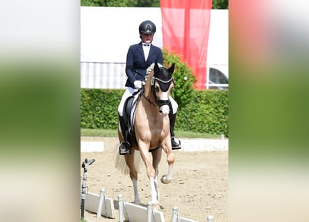 Poney de selle allemand, Jument, 10 Ans, 152 cm, Palomino