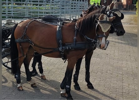 Poney de selle allemand Croisé, Jument, 11 Ans, 130 cm, Bai
