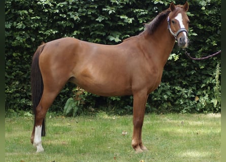 Poney de selle allemand, Jument, 11 Ans, 133 cm, Alezan