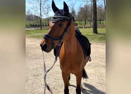 Poney de selle allemand, Jument, 11 Ans, 134 cm, Bai