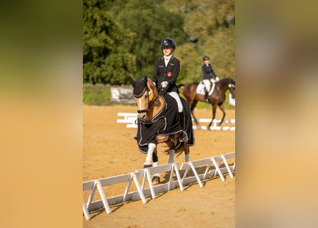 Poney de selle allemand, Jument, 11 Ans, 148 cm, Buckskin