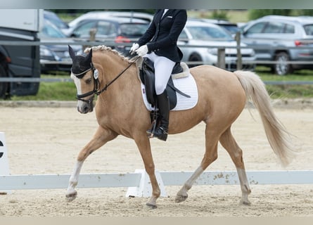 Poney de selle allemand, Jument, 12 Ans, 146 cm, Palomino