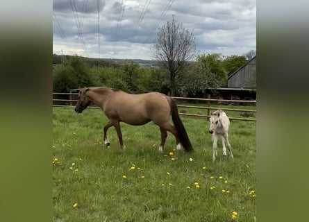 Poney de selle allemand, Jument, 12 Ans, 147 cm, Alezan dun