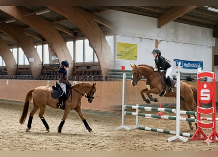 Poney de selle allemand, Jument, 12 Ans, 148 cm, Alezan
