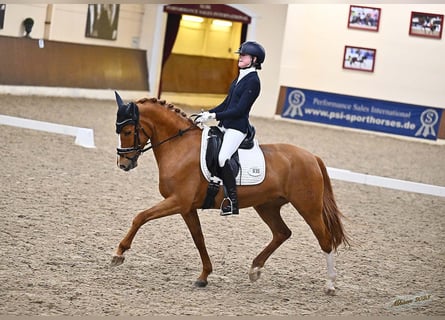 Poney de selle allemand, Jument, 13 Ans, 148 cm, Alezan