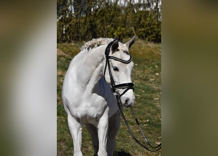 Poney de selle allemand, Jument, 14 Ans, 140 cm, Gris