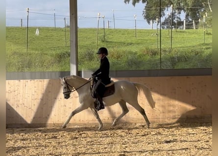 Poney de selle allemand, Jument, 15 Ans, 140 cm, Gris