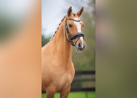Poney de selle allemand, Jument, 15 Ans, 145 cm, Palomino