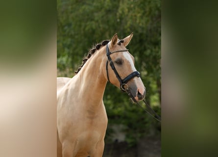 Poney de selle allemand, Jument, 15 Ans, 147 cm, Isabelle