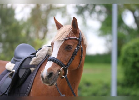 Poney de selle allemand, Jument, 16 Ans, 143 cm, Alezan